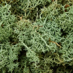 Mrs. Alice Decorative Moss< Spring Decorations | Autumn Decorations