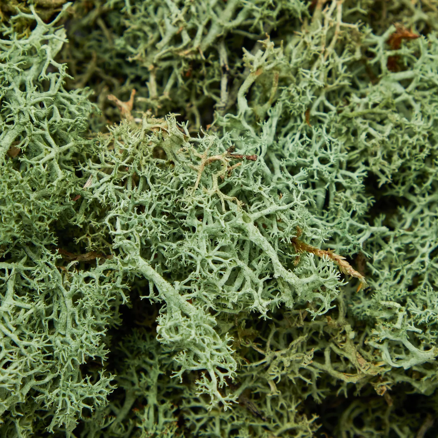 Mrs. Alice Decorative Moss< Spring Decorations | Autumn Decorations